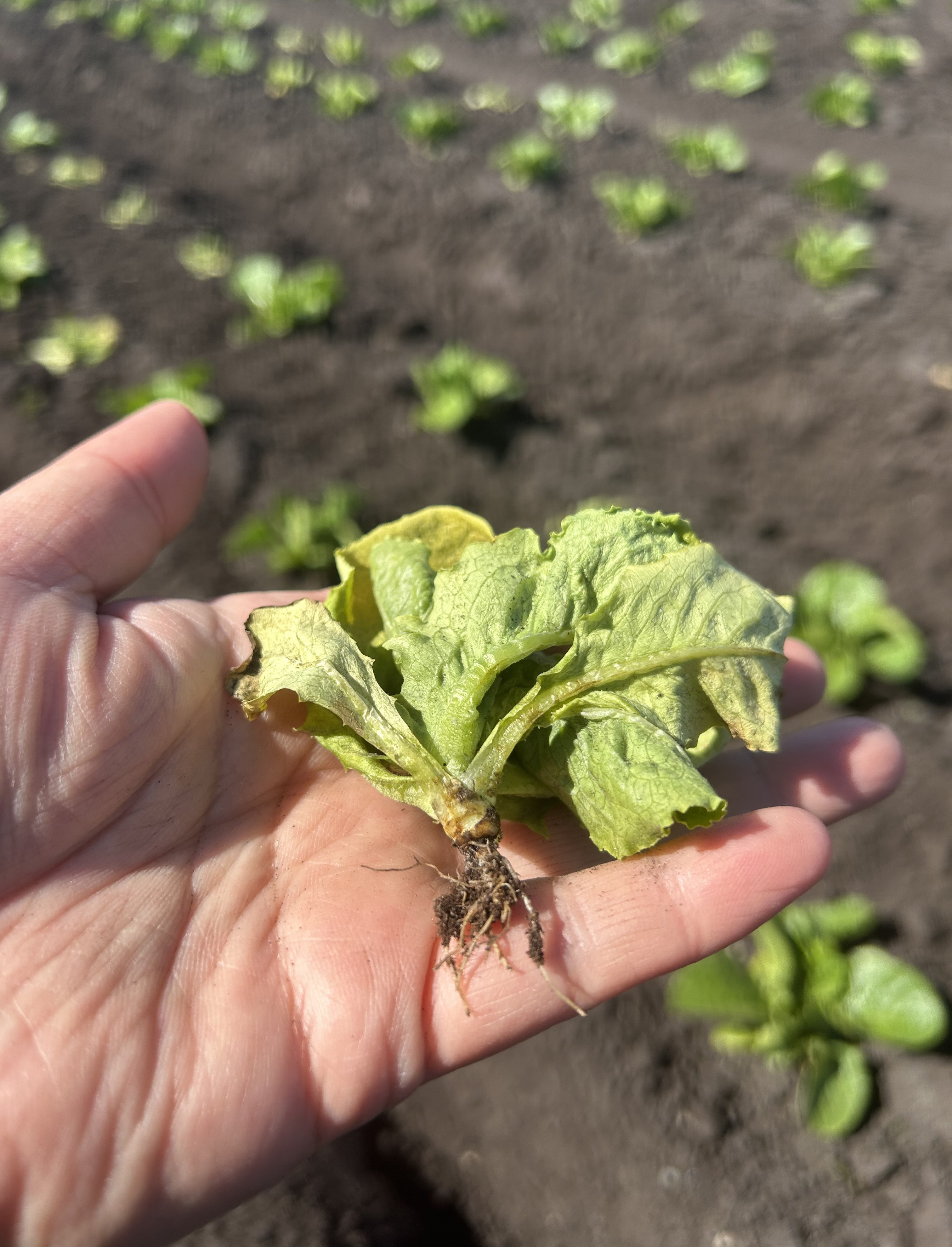 Wind damage to a lettuce crop left it looking wrinkly and withered.